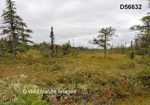 Eastern Canadian boreal forests